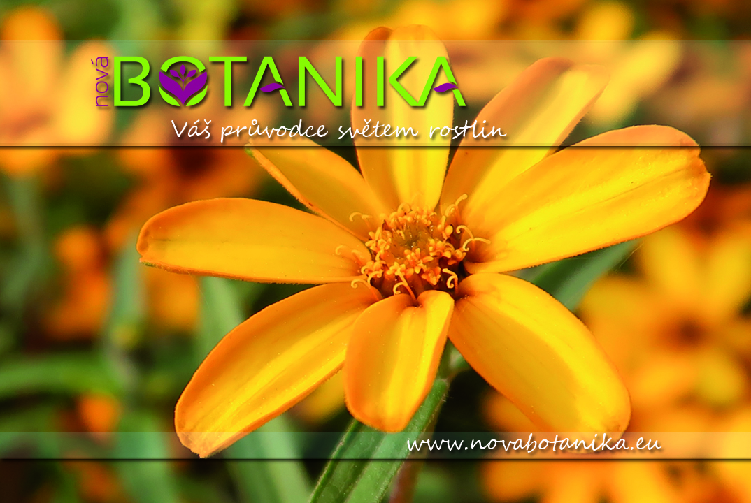 Nová Botanika - Úžasný svět rostlin