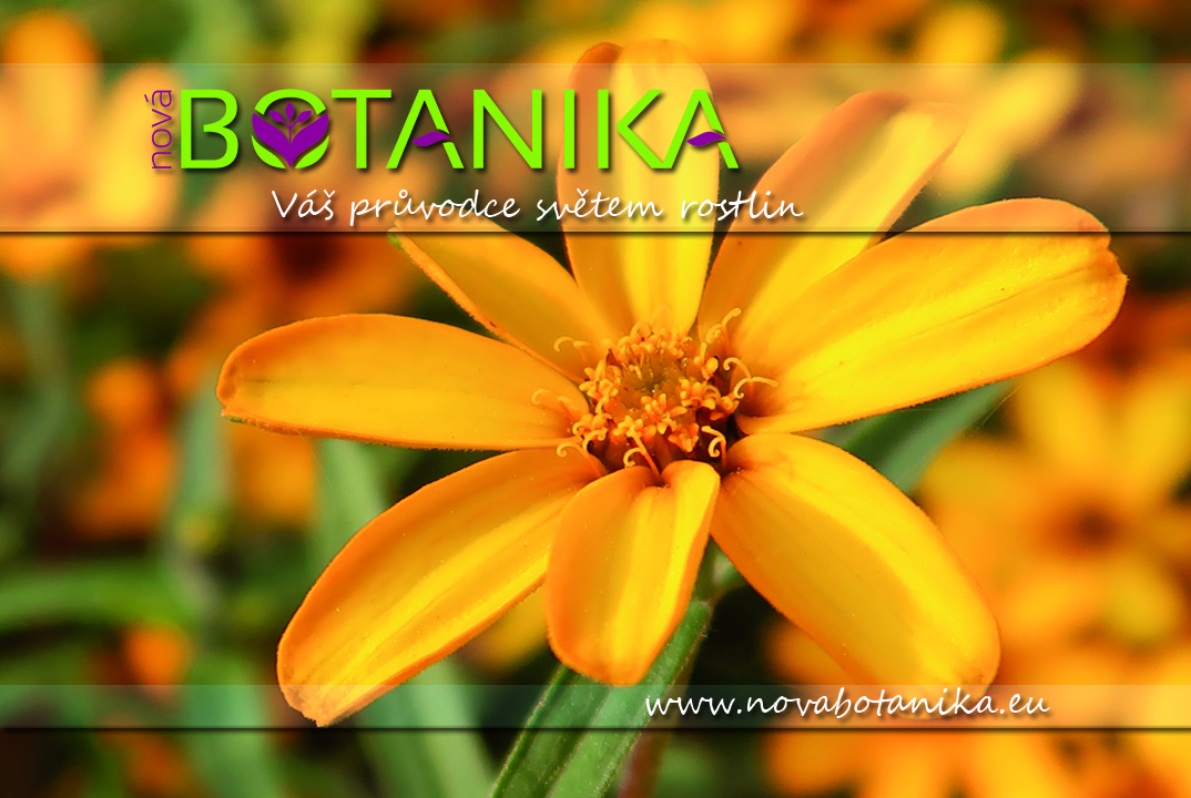Nová Botanika - Úžasný svět rostlin